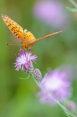 Closeup of fritillary species feeding and pollinating on a purple wildflower in the grasslands of the Crex Meadows Wildlife Area in Northern Wisconsin