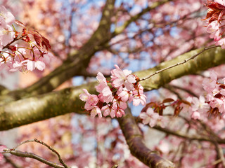 Beautiful cherry blossom sakura in spring time over blue sky in Helsinki, Finland, Europe