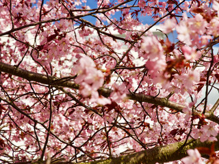 Beautiful cherry blossom sakura in spring time over blue sky in Helsinki, Finland, Europe