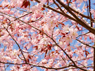 Beautiful cherry blossom sakura in spring time over blue sky in Helsinki, Finland, Europe