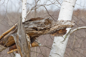 Rotting / decomposing white birch tree that has fallen and got stuck in other birch trees