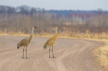 A pair of sandhill cranes on a rural gravel road - taken in the Crex Meadows Wildlife Area in Northern Wisconsin