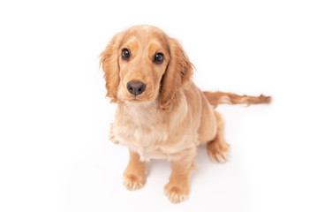 Cocker Spaniel 3 month old puppy isolated on white background