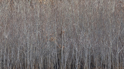 Sea of small trees and branches - textured grey tree nature background - taken in the Crex Meadows Wildlife Area in Northern Wisconsin