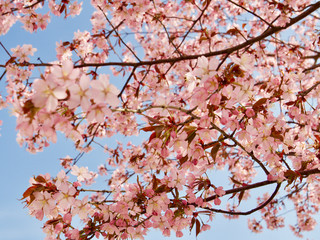 Beautiful cherry blossom sakura in spring time over blue sky in Helsinki, Finland, Europe