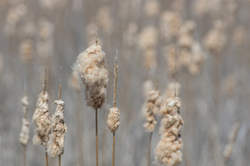 Sea of tall grass cattails in fall - nature background - closeup detail of foreground cattails