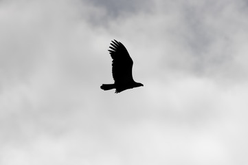 Silhouette of isolated bald eagle with overcast cloudy sky in background - taken at the Crex Meadows Wildlife Area in Northern Wisconsin