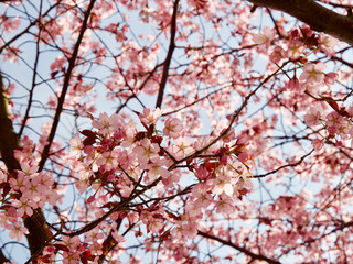 Beautiful cherry blossom sakura in spring time over blue sky in Helsinki, Finland, Europe
