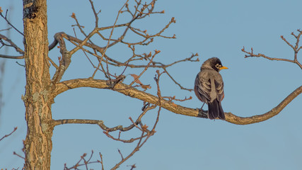 American robin perched on tree branch with blue sky in the background - in Governor Knowles State Forest in Northern Wisconsin