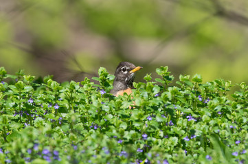 Cute American robin portrait with bird poking head out of green bushes / shrub with some purple flowers - taken near the Minnehaha Creek in Minneapolis with trees in the background