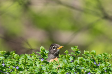 Cute American robin portrait with bird poking head out of green bushes / shrub with some purple flowers - taken near the Minnehaha Creek in Minneapolis with trees in the background