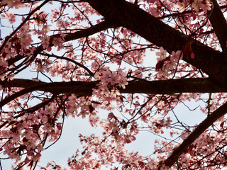 Obraz premium Beautiful cherry blossom sakura in spring time over blue sky in Helsinki, Finland, Europe