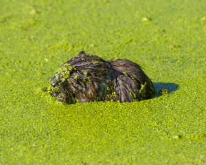 Muskrat closeup portrait in mucky green water in the floodplain of the Minnesota River in the Minnesota Valley National Wildlife Refuge
