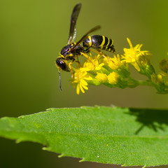 Closeup macro of potter wasp (I believe) feeding / pollinating on a yellow wildflower above a green...