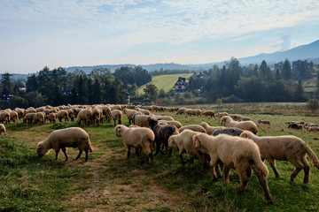 Naklejka na ściany i meble Sheeps on a green hill, mountains as a background