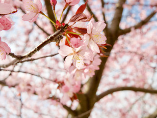 Beautiful cherry blossom sakura in spring time over blue sky in Helsinki, Finland, Europe