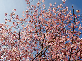 Beautiful cherry blossom sakura in spring time over blue sky in Helsinki, Finland, Europe