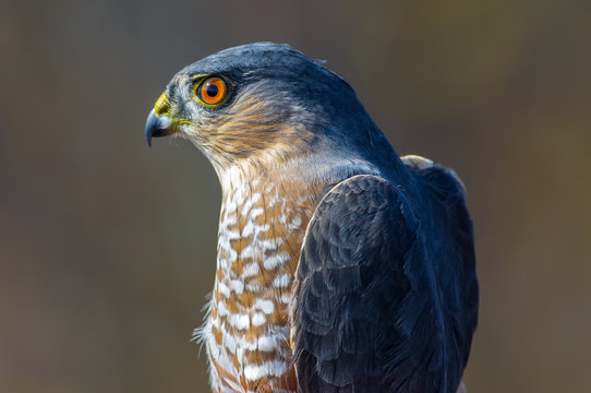 Sharp-shinned hawk portrait taken during Fall bird migrations at Hawk Ridge Bird Observatory in Duluth, Minnesota