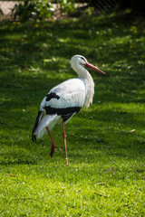 Stork in its natural habitat. White stork walking on a green meadow