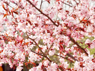 Beautiful cherry blossom sakura in spring time over blue sky in Helsinki, Finland, Europe