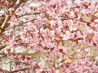 Beautiful cherry blossom sakura in spring time over blue sky in Helsinki, Finland, Europe