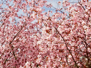 Beautiful cherry blossom sakura in spring time over blue sky in Helsinki, Finland, Europe