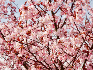 Beautiful cherry blossom sakura in spring time over blue sky in Helsinki, Finland, Europe
