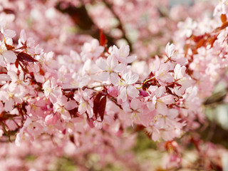 Beautiful cherry blossom sakura in spring time over blue sky in Helsinki, Finland, Europe