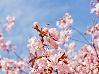 Beautiful cherry blossom sakura in spring time over blue sky in Helsinki, Finland, Europe