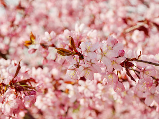 Beautiful cherry blossom sakura in spring time over blue sky in Helsinki, Finland, Europe