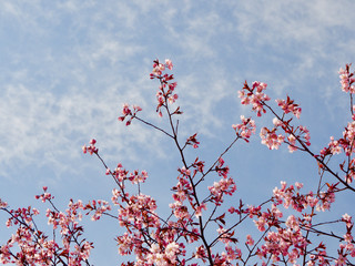 Beautiful cherry blossom sakura in spring time over blue sky in Helsinki, Finland, Europe