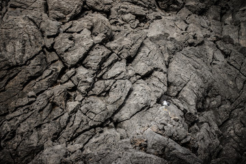 One seagull with big rocks in background