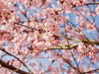 Beautiful cherry blossom sakura in spring time over blue sky in Helsinki, Finland, Europe