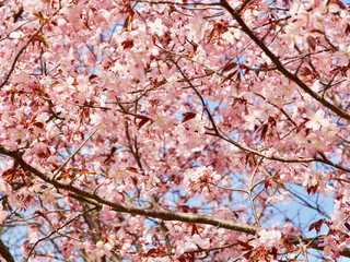 Beautiful cherry blossom sakura in spring time over blue sky in Helsinki, Finland, Europe