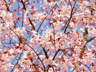 Beautiful cherry blossom sakura in spring time over blue sky in Helsinki, Finland, Europe
