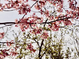 Beautiful cherry blossom sakura in spring time over blue sky in Helsinki, Finland, Europe