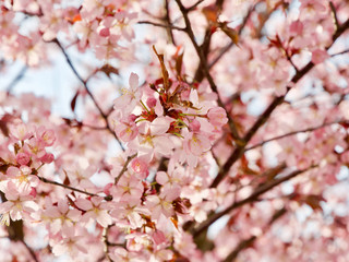 Beautiful cherry blossom sakura in spring time over blue sky in Helsinki, Finland, Europe