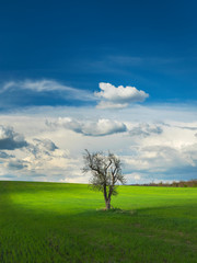 Fototapeta na wymiar alone tree on the green wheat field under clouds in spring day