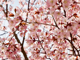 Beautiful cherry blossom sakura in spring time over blue sky in Helsinki, Finland, Europe