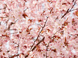 Beautiful cherry blossom sakura in spring time over blue sky in Helsinki, Finland, Europe