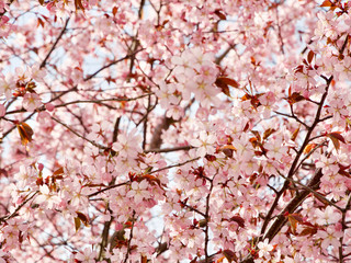 Beautiful cherry blossom sakura in spring time over blue sky in Helsinki, Finland, Europe
