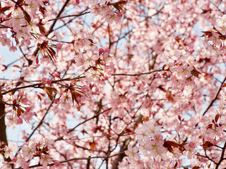 Beautiful cherry blossom sakura in spring time over blue sky in Helsinki, Finland, Europe