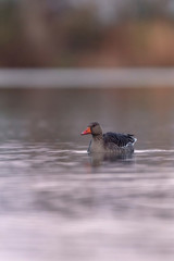 Greylag goose in lake at sunrise.