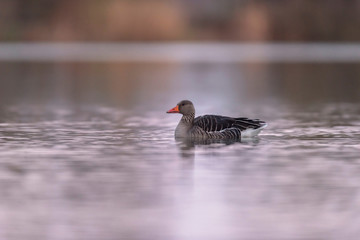 Greylag goose in lake at sunrise.