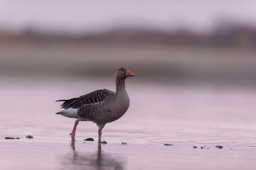 Greylag goose standing in water at sunrise.