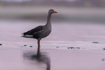 Greylag goose standing in water at sunrise.