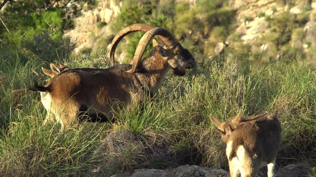  Great Iberian ibex male in the early hours of the morning with his harem of females 