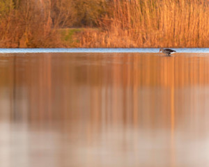 Greylag goose in lake with reed at sunrise. Side view.
