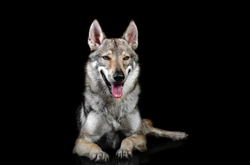 czechoslovak wolf dog portrait lying on black background