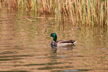 Obraz premium Colorful Male, drake, of Mallard or wild duck swimming on the water of lake in Czechia during spring sunset. The male birds (drakes) have a glossy green head and are grey on their wings and belly.